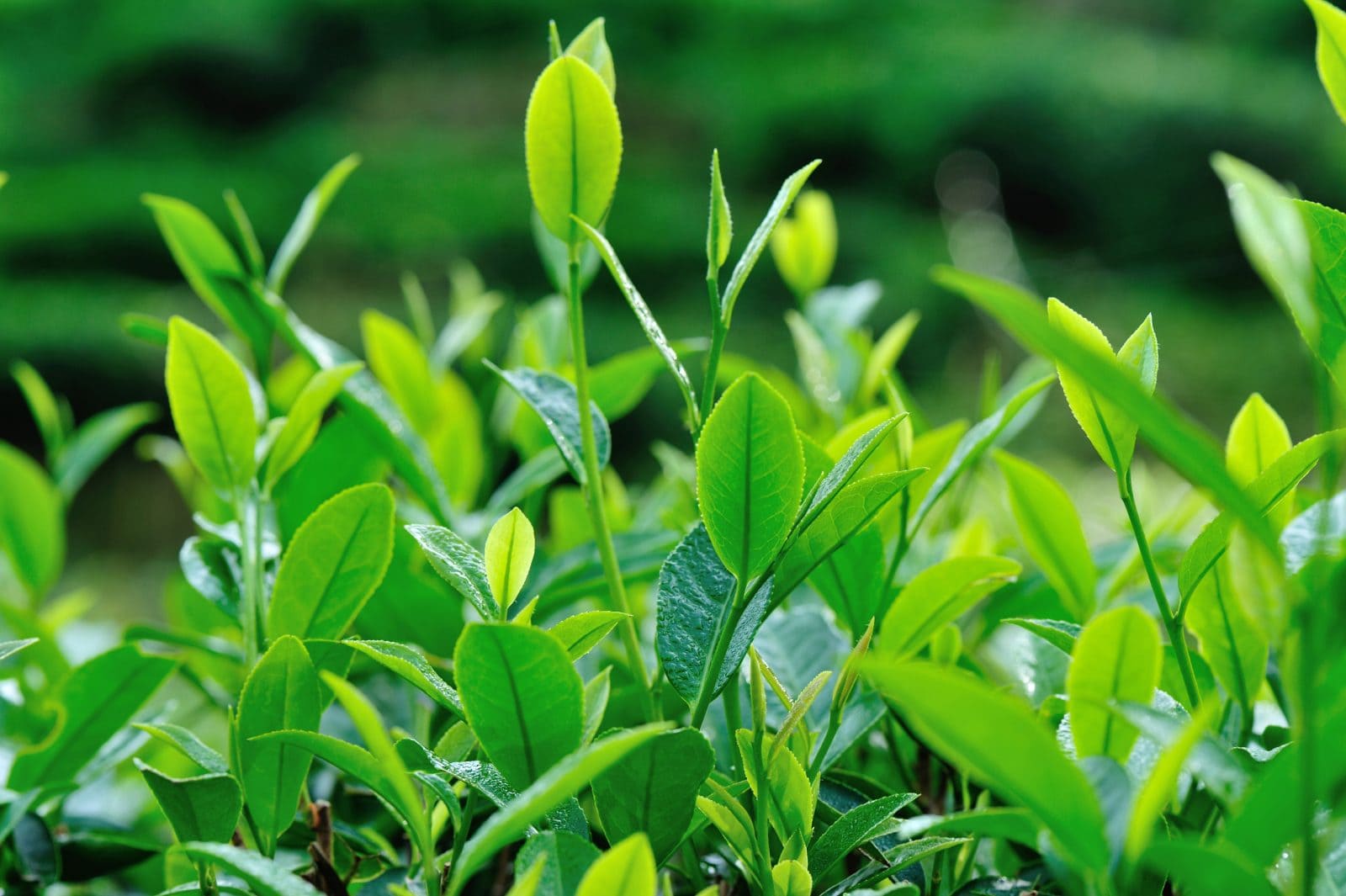 growing green tea trees in spring mountains