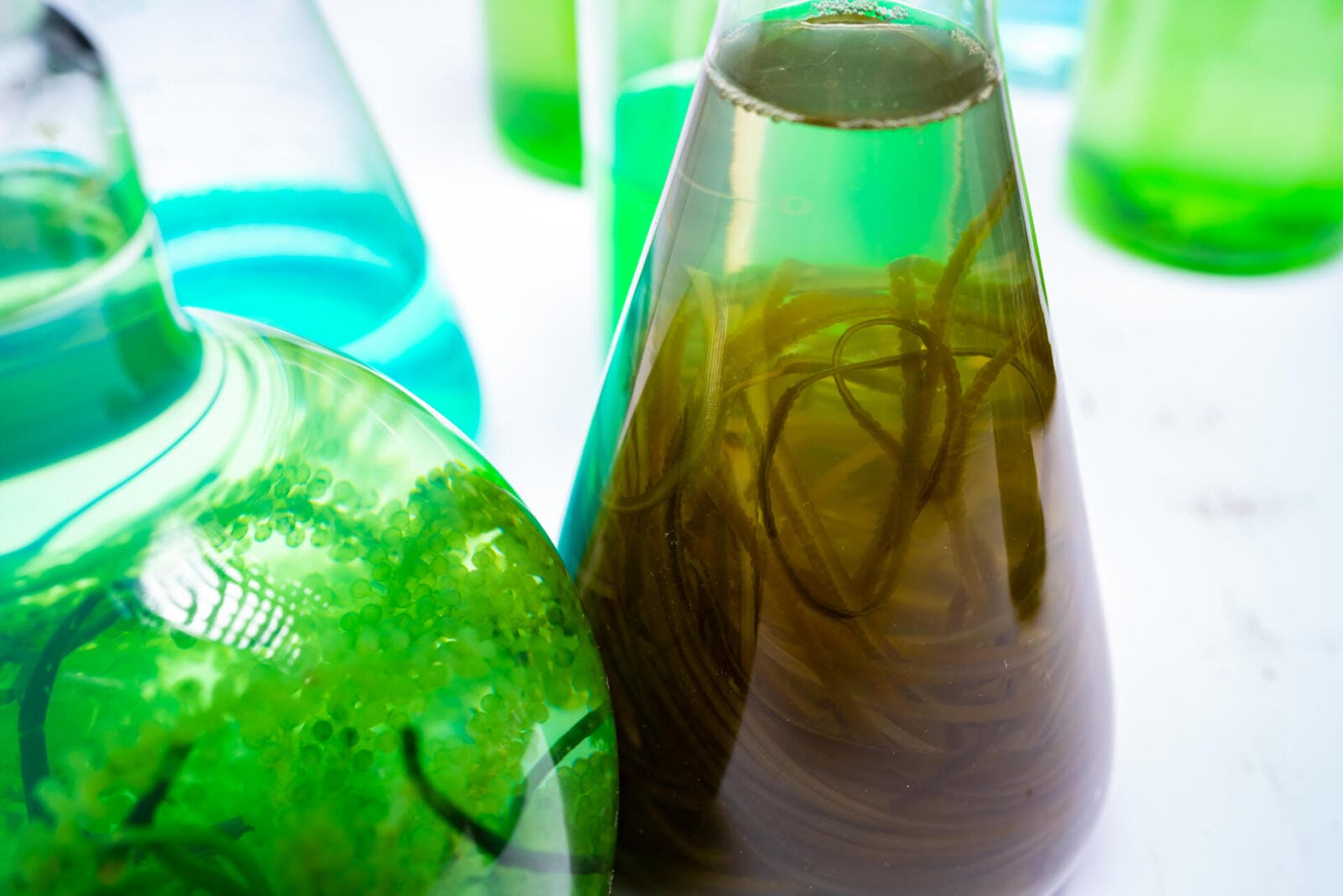 green alga laboratory research, alternative biofuel energy technology, biotechnology concept